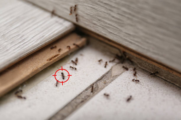 Best Pest Control for Businesses  in West Union, OH