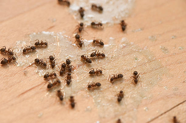 Best Termite Control Services  in West Union, OH
